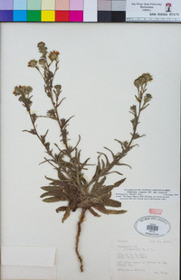 Hemizonia congesta subsp. congesta image