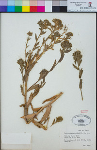 Layia hieracioides image