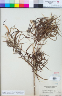 Chilopsis linearis subsp. arcuata image