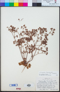 Chorizanthe fimbriata var. fimbriata image