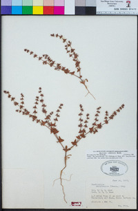 Mucronea californica image