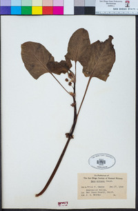 Emex spinosa image