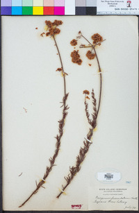 Eriogonum fasciculatum image