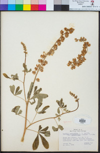 Lupinus latifolius image