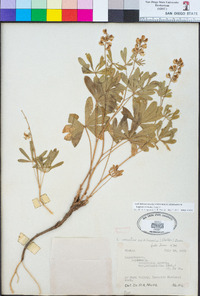 Lupinus arbustus image