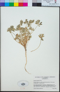 Lupinus shockleyi image