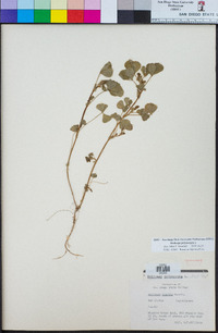 Medicago polymorpha image