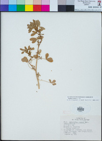 Melilotus indicus image