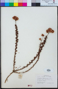 Eriogonum fasciculatum image