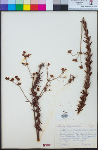 Eriogonum fasciculatum image