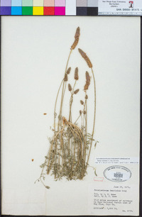 Dalea searlsiae image