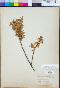 Pararchidendron pruinosum image