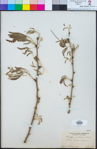 Prosopis pubescens image