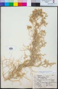 Psorothamnus emoryi image