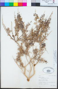 Psorothamnus arborescens var. simplicifolius image