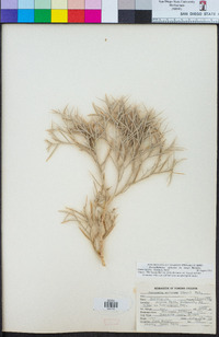 Psorothamnus spinosus image