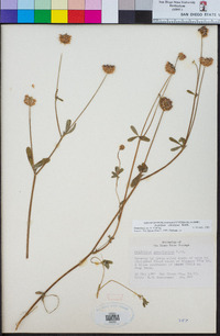 Trifolium ciliolatum image