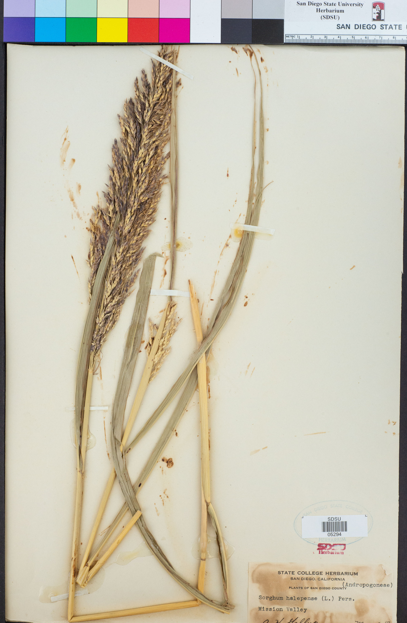 Sorghum halepense image