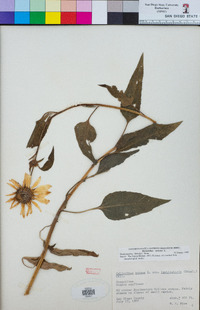 Helianthus annuus image