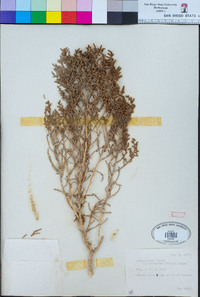 Allenrolfea occidentalis image