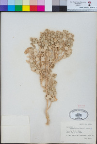 Atriplex hymenelytra image