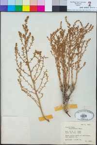 Kochia californica image