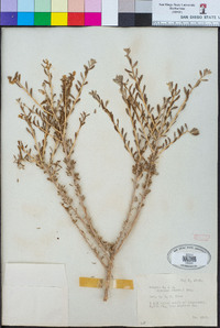 Grayia spinosa image