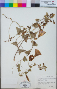 Calystegia purpurata image