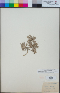 Cressa truxillensis image