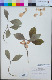 Cornus racemosa image