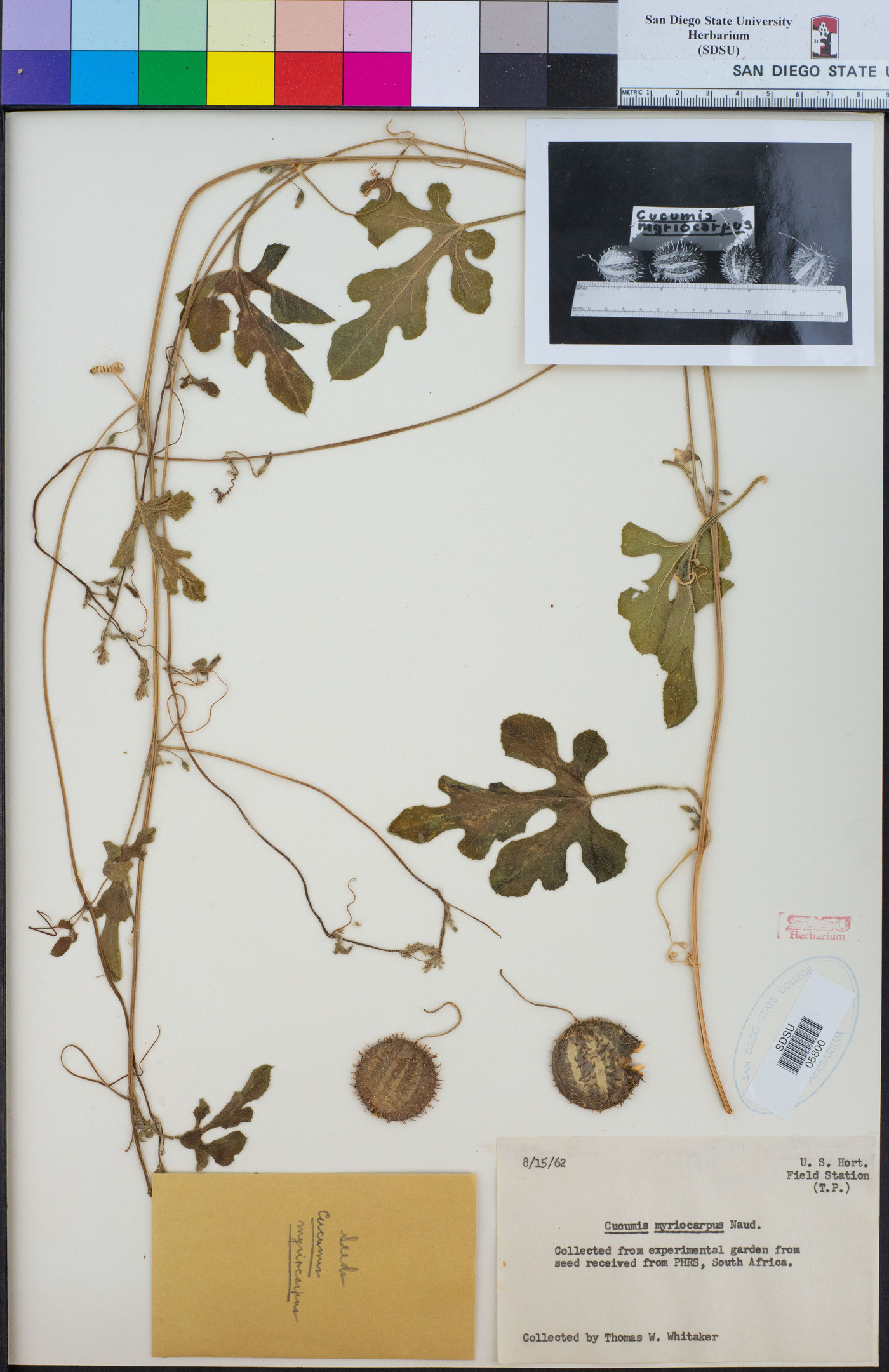 Cucumis myriocarpus image