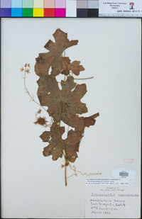 Marah macrocarpa image