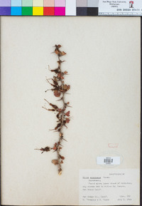 Ribes speciosum image