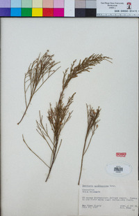 Baccharis sarothroides image