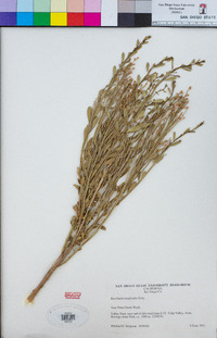 Baccharis sergiloides image