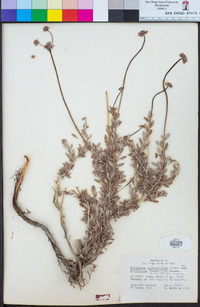 Eriogonum fasciculatum image