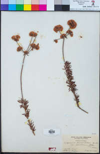 Eriogonum fasciculatum image