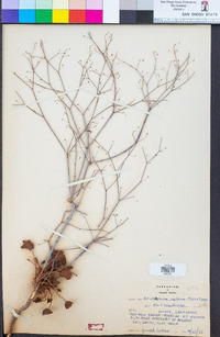 Eriogonum inflatum image