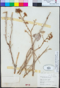 Eriogonum nummulare image