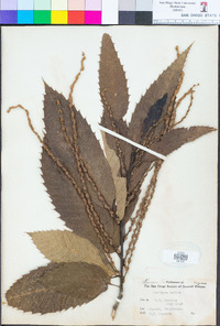 Castanea sativa image