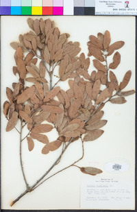 Quercus engelmannii image