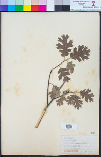 Quercus kelloggii image