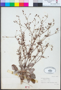 Eriogonum thurberi image