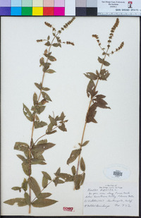 Mentha × piperita image