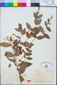 Mentha spicata image