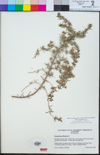 Salvia rosmarinus image