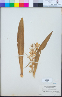 Swertia speciosa image