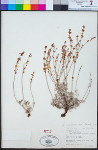 Eriogonum wrightii image