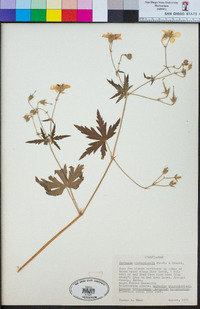 Geranium richardsonii image