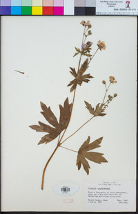 Geranium viscosissimum image